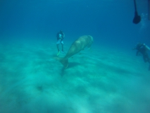Ein ca. 3 Meter großes Dugong (Seekuh)!