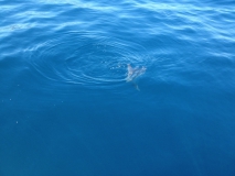 Ein Mondfisch