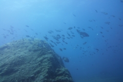 DSCI0774