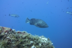 DSCI0779