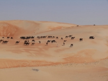 Eine Herde Kamele in der farblich einmaligen Wüste!