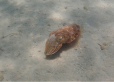 Der kleine Kalamar war in Strandnähe zu bewundern