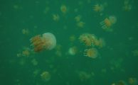 Jellyfish Lake, Virgin Blue Hole mit Corners und Bames Wall